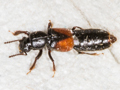 Bledius opacus